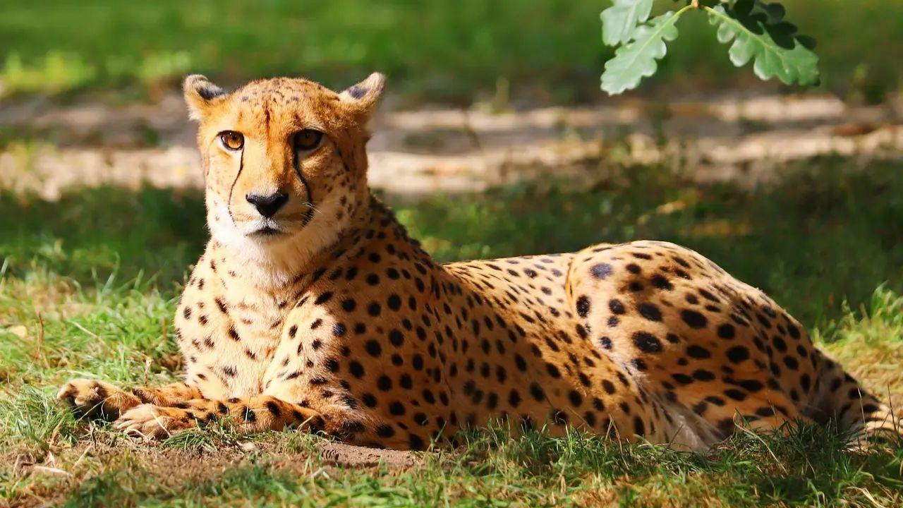 MP cabinet clears Nauradehi as third cheetah habitat; relocation planned 